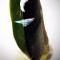 Bird on a Feather