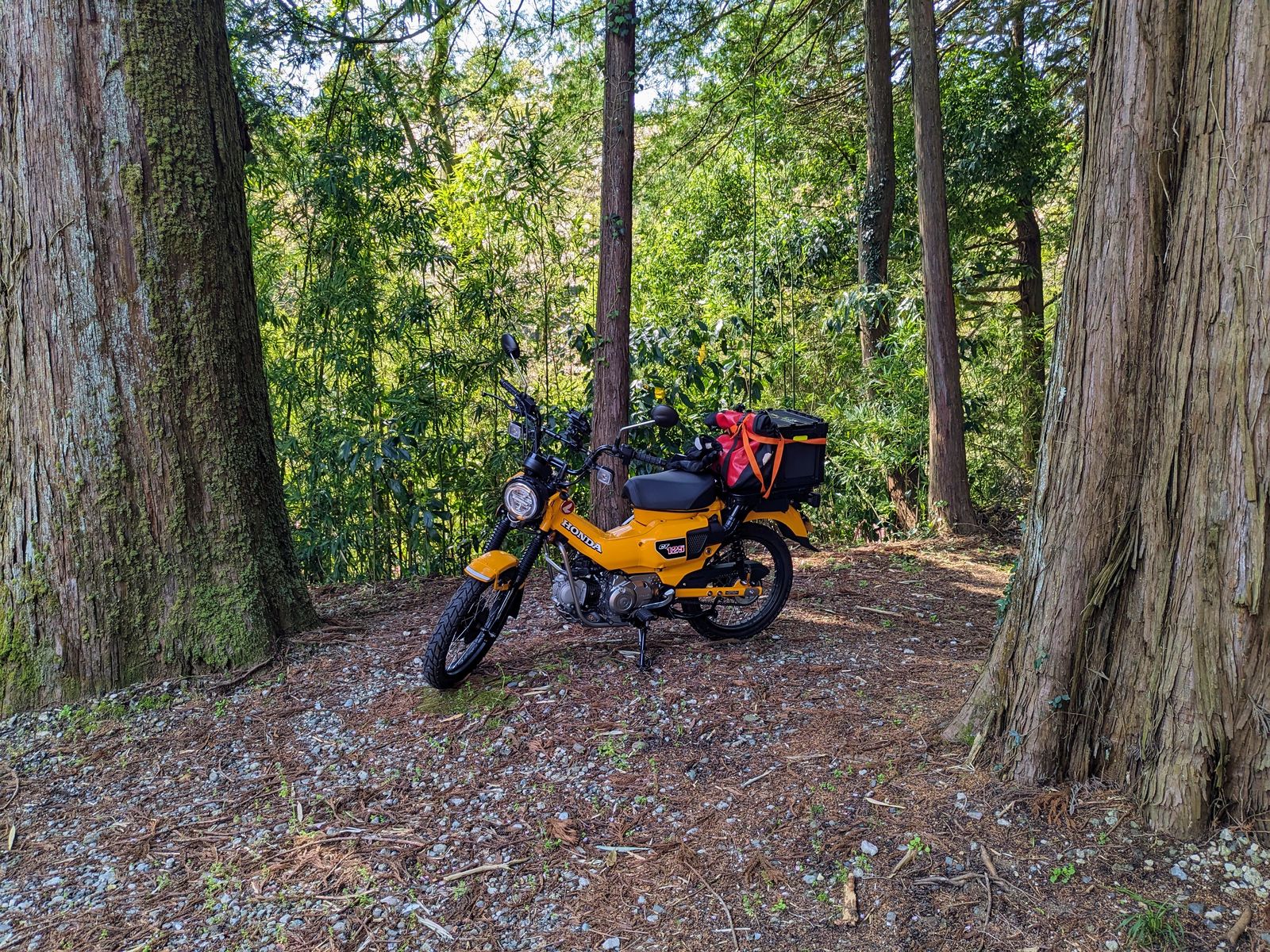 Featured image of post 6 months with the Hunter Cub